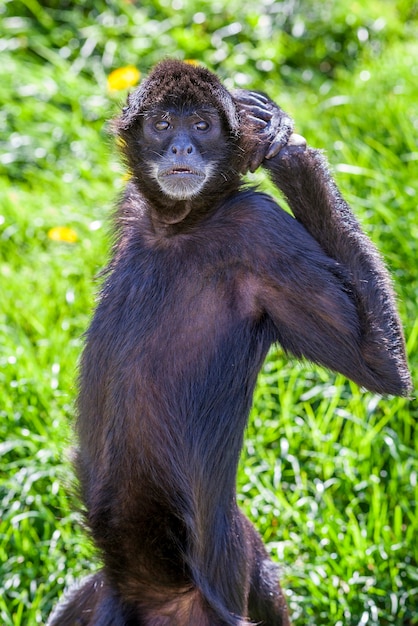 Scimmia ragno carino in uno zoo