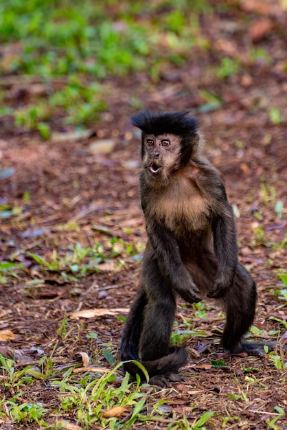 Scimmia scimmia cappuccina in una zona rurale in Brasile allentata sul fuoco selettivo della luce naturale a terra