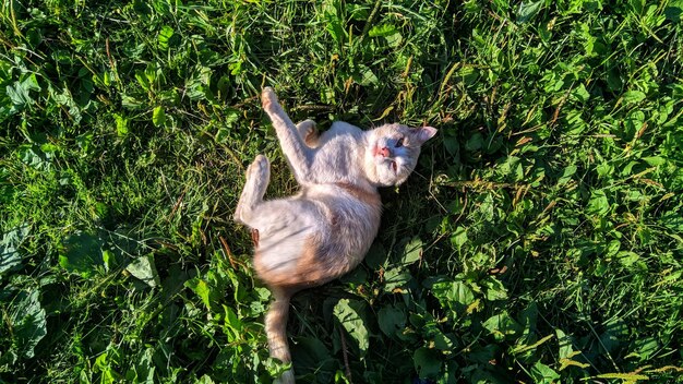 Scimmia seduta in una foresta