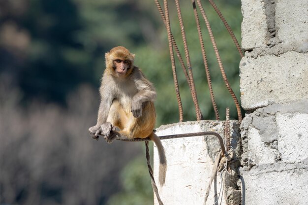 Scimmia seduta sul muro