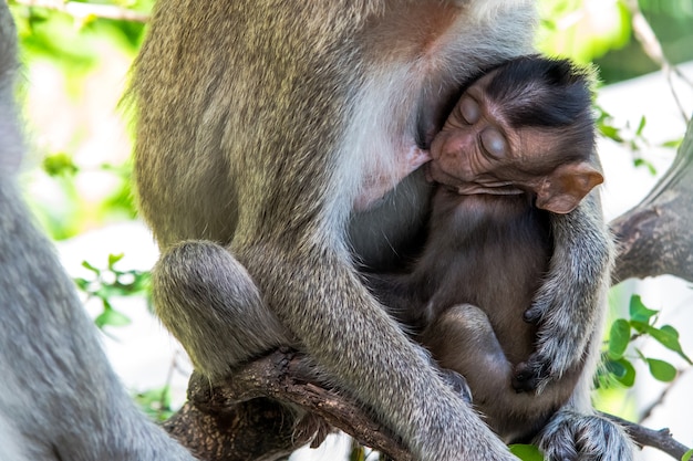 Scimmia selvaggia che dorme tenendo il suo piccolo bambino tra le braccia.