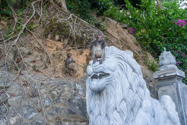 Scimmia selvaggia seduta sulla scultura in pietra del leone al tempio buddista Vietnam