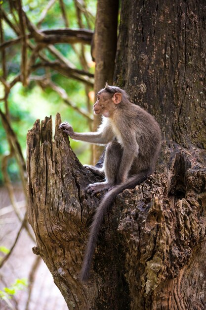 Scimmia selvatica seduta su un albero (Macacus mulatta)