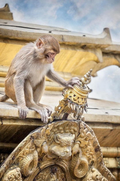 Scimmia sul tempio in Nepal