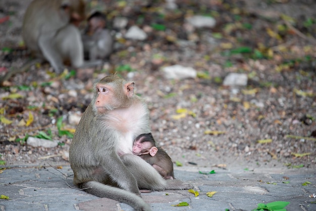 Scimmia sulla montagna a Chonburi della Tailandia