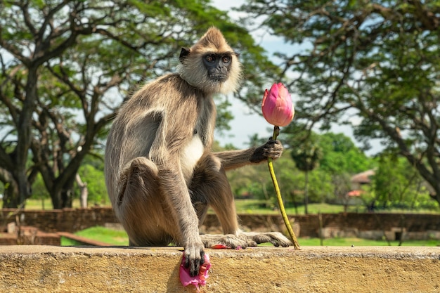 Scimmia sveglia che si siede con il fiore di loto rosa, Sri Lanka.