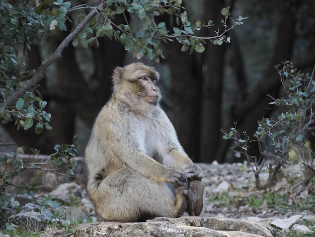 Scimmia sveglia della scimmia del macaco di Barbary, parco nazionale di Ifrane, Marocco.