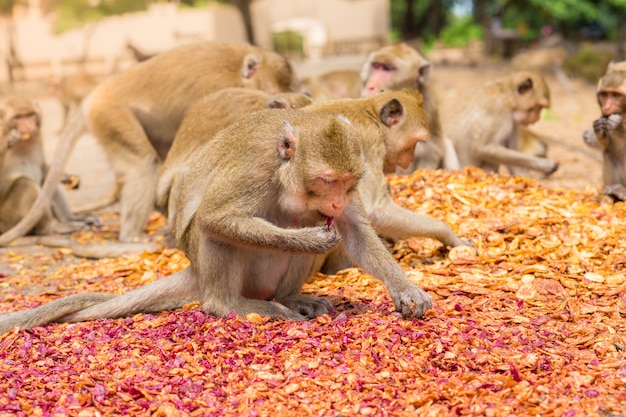 Scimmie che mangiano, tempio in Tailandia.