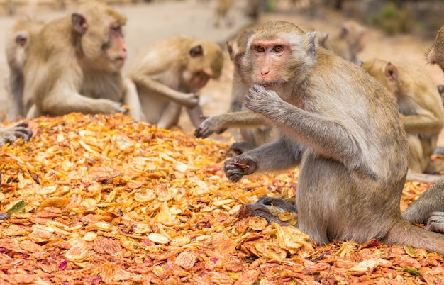 Scimmie che mangiano, tempio in Tailandia.