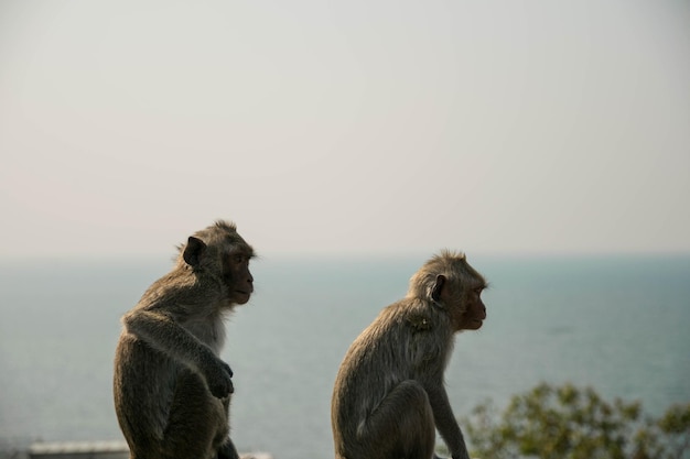 Scimmie contro il mare e il cielo