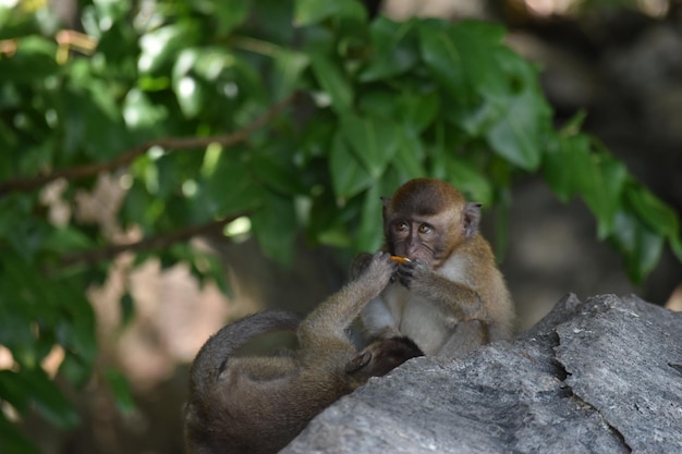 Scimmie del bambino nell'isola di Phi Phi