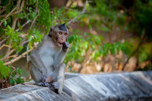 Scimmie del sud-est asiatico girate in Cambogia