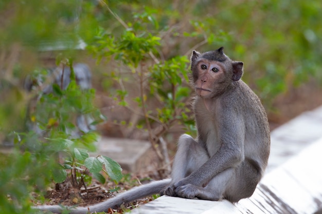 Scimmie del sud-est asiatico girate in Cambogia