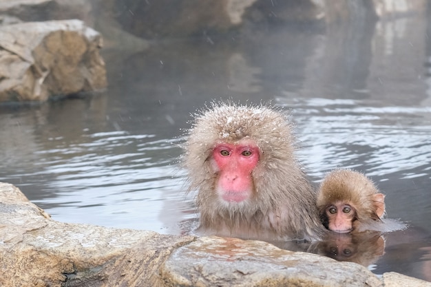 Scimmie giapponesi della madre e del bambino nel bagno naturale della sorgente di acqua calda