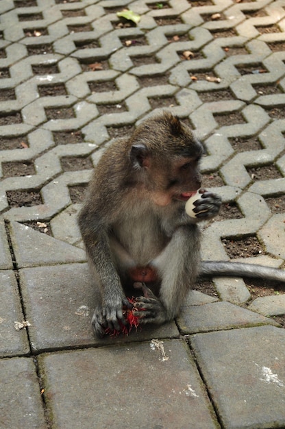 Scimmie indonesiane a coda lunga o macaco balinese a Mandala Suci Wenara Wana o Santuario sacro della foresta delle scimmie di Ubud nella città di Ubud a Bali Indonesia