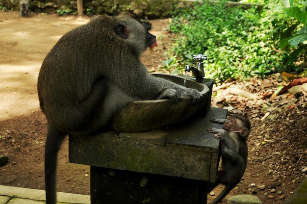 Scimmie indonesiane a coda lunga o macaco balinese a Mandala Suci Wenara Wana o Santuario sacro della foresta delle scimmie di Ubud nella città di Ubud a Bali Indonesia