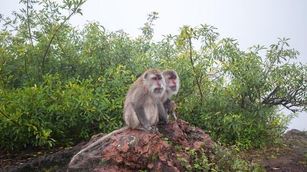 Scimmie macaco sul vulcano Batur a Bali, Indonesia