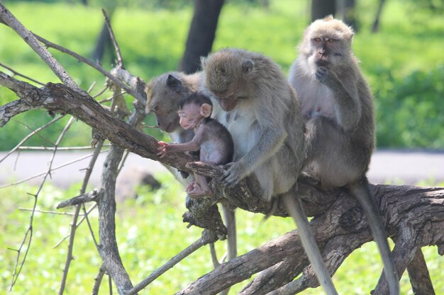 scimmie nel Parco Nazionale Baluran Situbondo, Indonesia