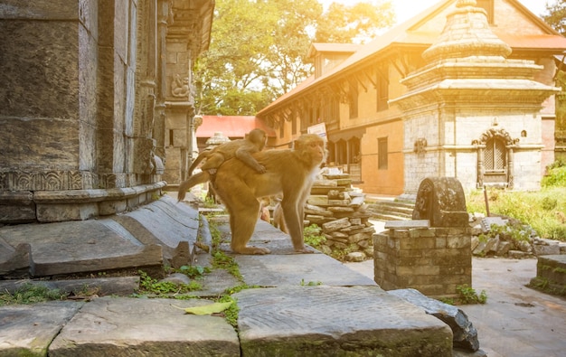 Scimmie nel tempio di Pashupatinath