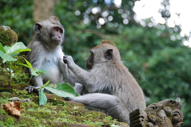 Scimmie nella foresta delle scimmie di Ubud, Bali, Indonesia.