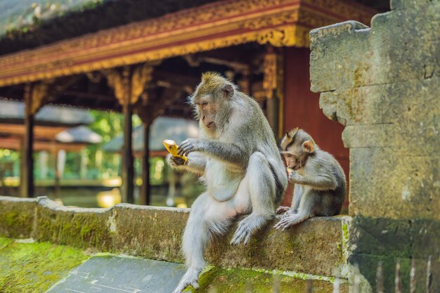 Scimmie nella foresta delle scimmie di Ubud, isola di Bali, Indonesia