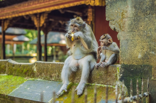 Scimmie nella foresta delle scimmie di Ubud, isola di Bali, Indonesia