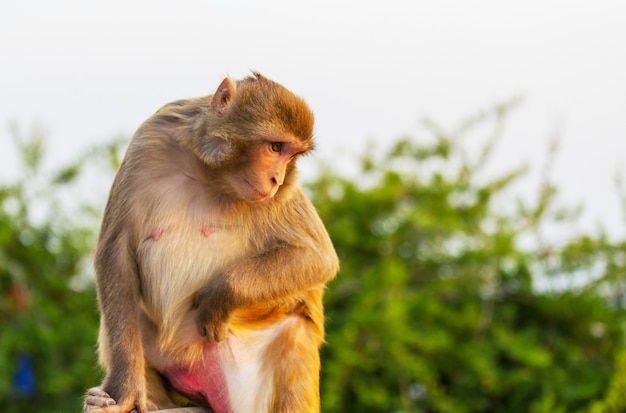 Scimmie nella foresta tropicale in Thailandia