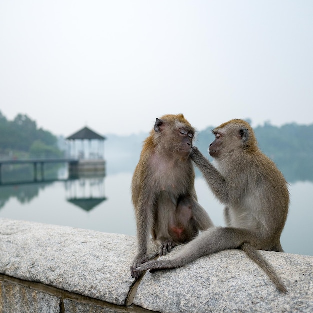 Scimmie sedute su un muro di sostegno contro il lago