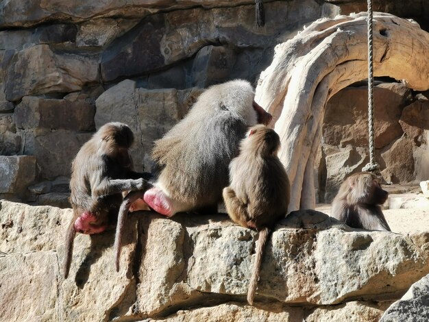 Scimmie sedute su una roccia allo zoo