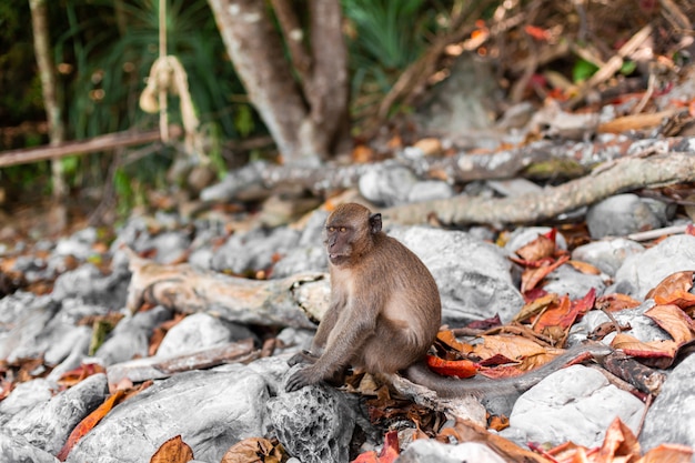 Scimmietta su un'isola tropicale con il suo ambiente naturale.