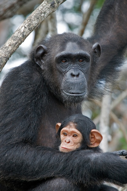 Scimpanzé femmina con un bambino sugli alberi di mangrovie