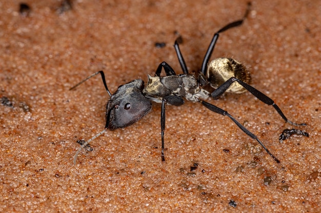 Scintillante Golden Sugar Ant della specie Camponotus sericeiventris del soldato di casta sulla sabbia