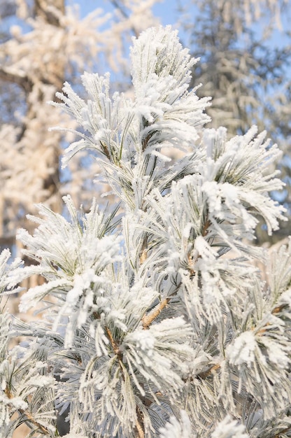 Scintille di sole nell'aria gelida durante una passeggiata nel parco invernale nei giorni gelidi