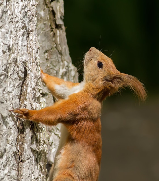 Sciurus vulgaris Scoiattolo rosso eurasiatico Piccolo animale si arrampica su un albero