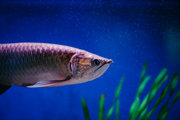 Scleropages Jardini galleggia tra le alghe. Un grande pesce rosa lucido.