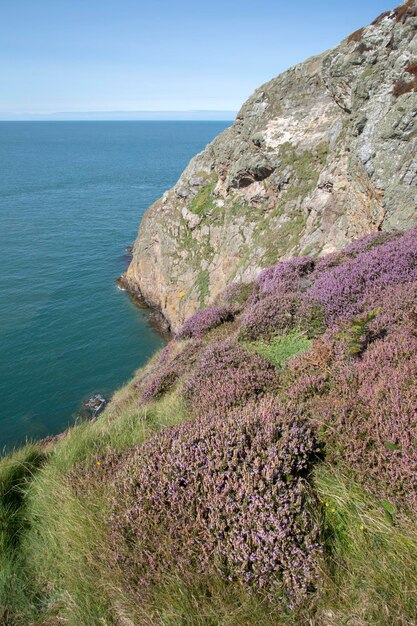 Scogliere e Heather a Llanbadrig Cemaes, Anglesey, Galles, Regno Unito