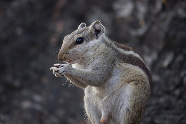 Scoiattolo adorabile e carino seduto sul tronco d'albero