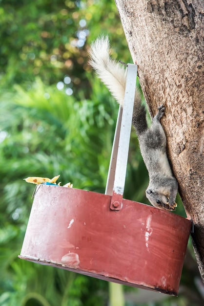 scoiattolo, animale e animale domestico nel parco