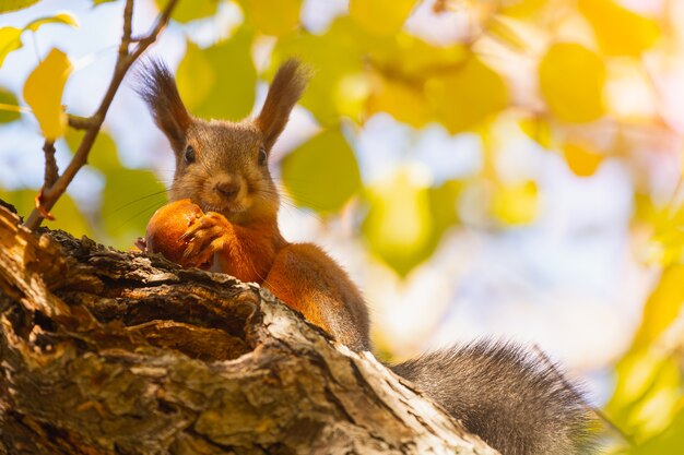 Scoiattolo arancione che mangia il ritratto di vista dal basso del ramo di mela Scoiattolo carino della foresta