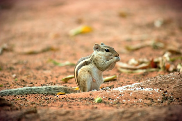 Scoiattolo carino e adorabile a terra