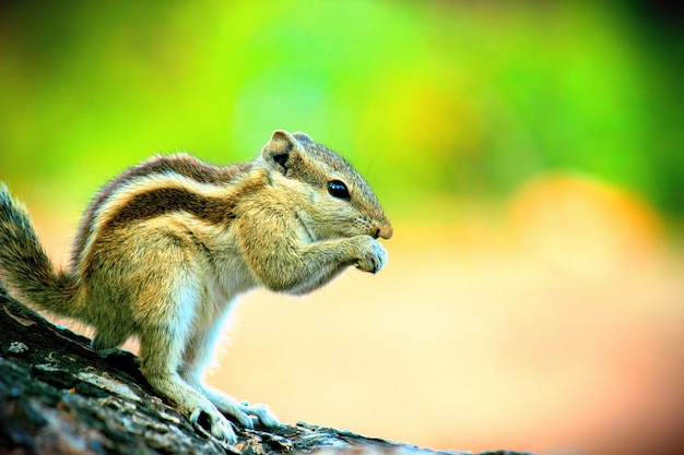 Scoiattolo carino e adorabile sul tronco d'albero