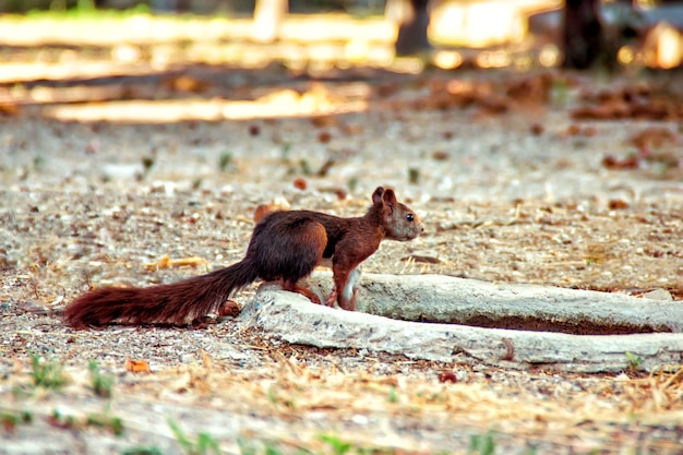 Scoiattolo carino nel parco