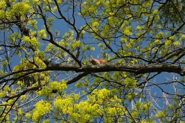 Scoiattolo che cammina sul ramo di albero nel parco