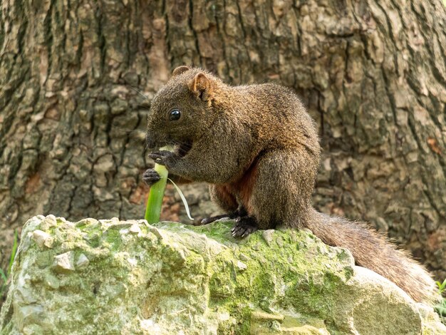 scoiattolo che mangia buccia