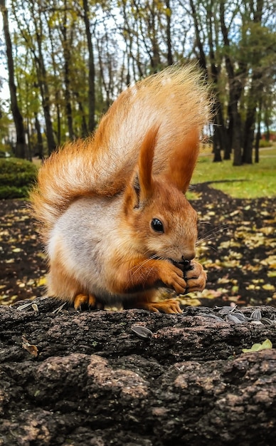 Scoiattolo che mangia i semi su un albero nel parco