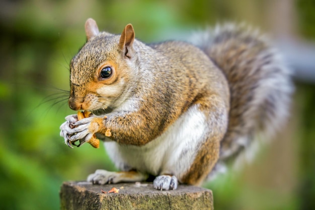 Scoiattolo che mangia la noce