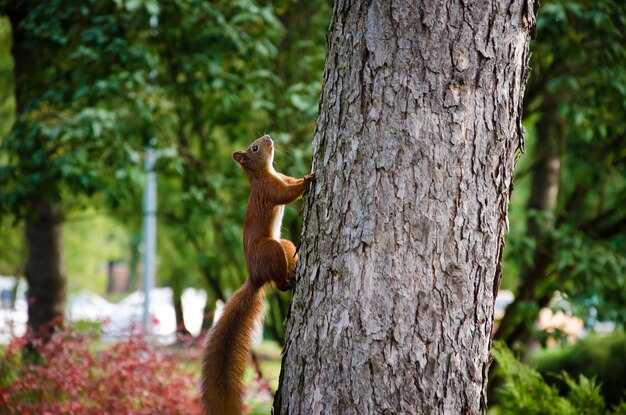 Scoiattolo che salta su un albero sullo sfondo del parco