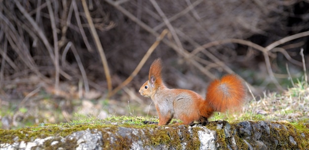 Scoiattolo della foresta rossa che gioca all'aperto.