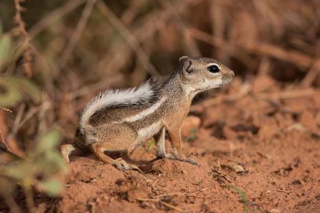 Scoiattolo di antilope nel deserto dell'Arizona