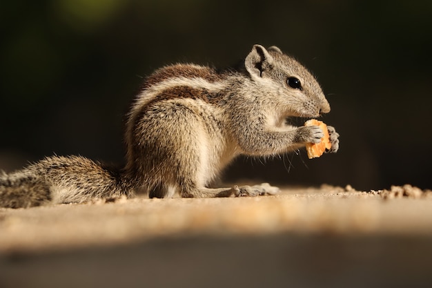 Scoiattolo di palma piuttosto indiano o scoiattolo di palma a tre strisce che mangia biscotti su un muro di pietra